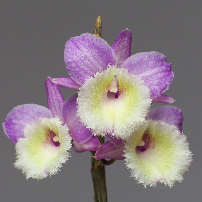 Den.aphyllum 寄せ植え デンドロビウム アフィラム (Dendrobium aphyllum 'Peach