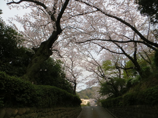 2016 北九州桃園RCお花見_b0130100_0111532.jpg