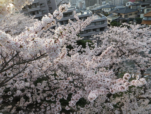 2016 北九州桃園RCお花見_b0130100_0134778.jpg