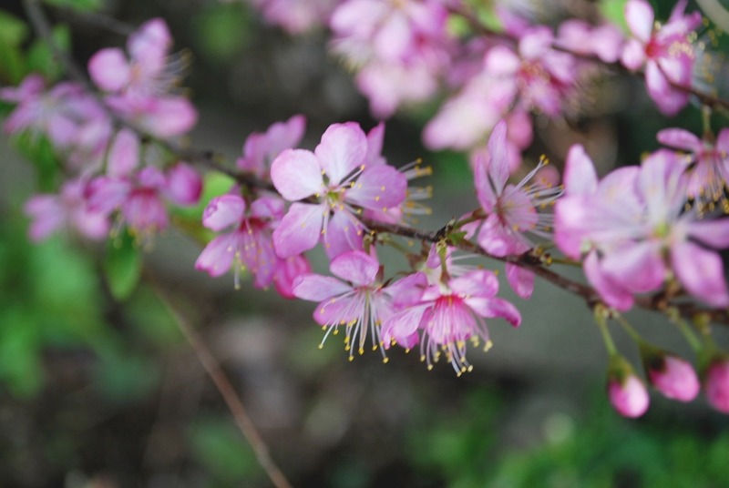 ニワウメの開花_e0025300_18265580.jpg