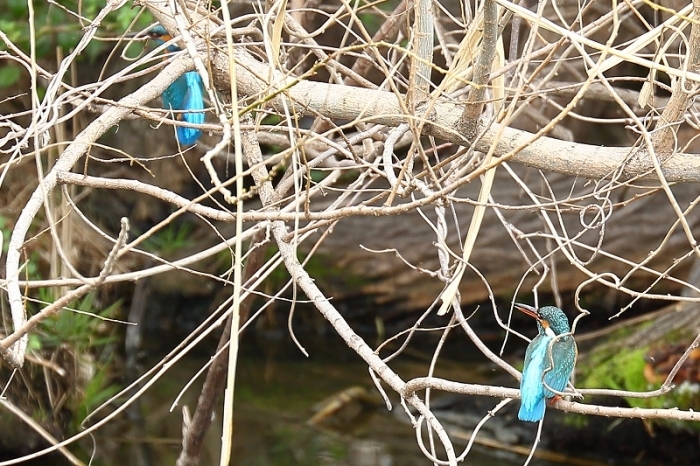 水元公園・カワセミの里の人口営巣壁にカワセミが巣を作ったみたいで、いよいよ子育てが見られるかも。_b0291402_22432491.jpg