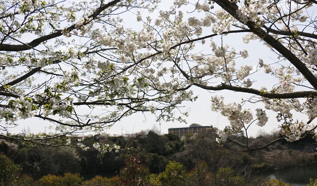 a0123003_20115076.jpg