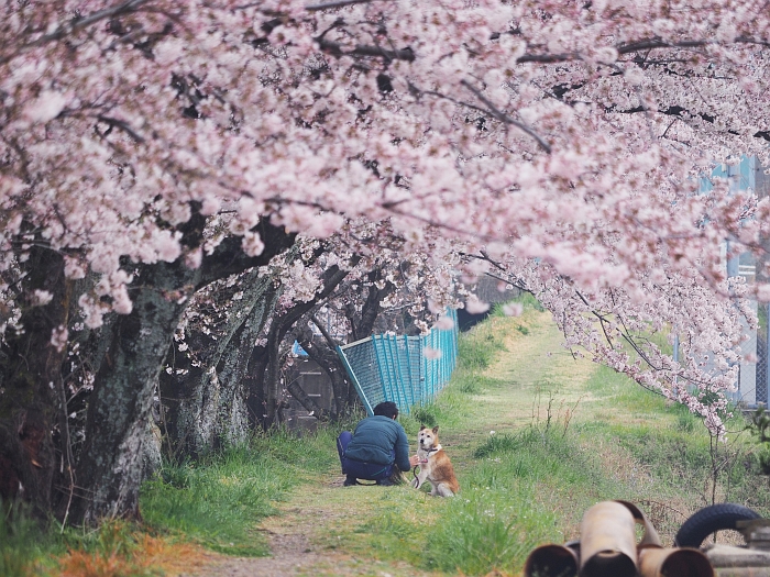 五条川の桜　2016　その2_e0075403_18163384.jpg