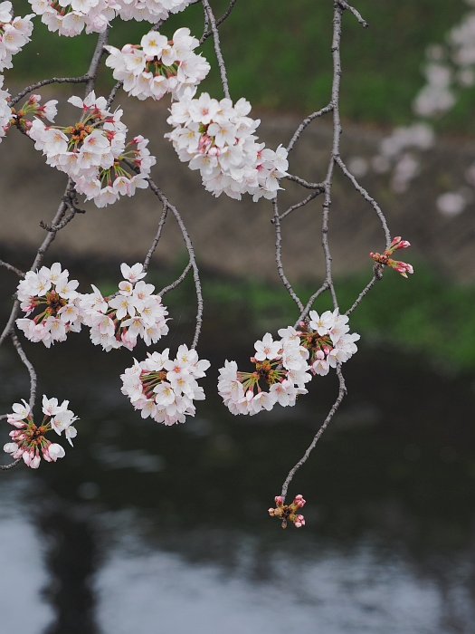 五条川の桜　2016　その2_e0075403_18174644.jpg