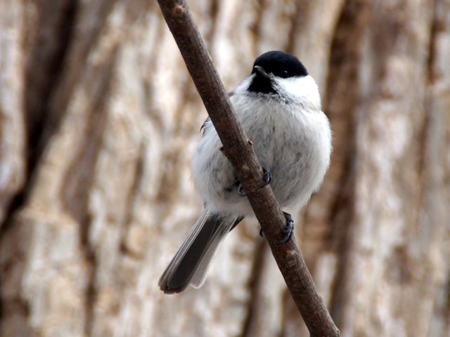 a0345007_73311.jpg