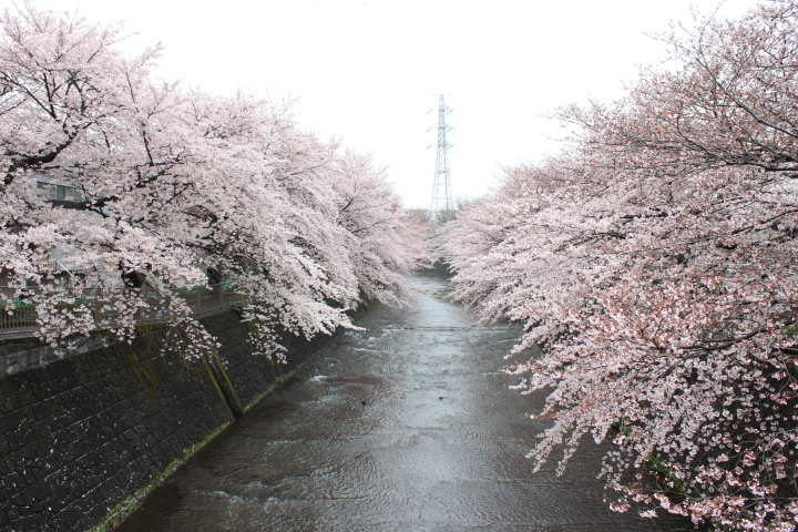 恩田川の桜1_d0077811_17031968.jpg