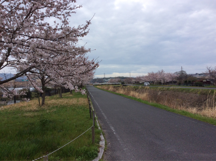 桜 咲く_a0212612_17191606.jpg