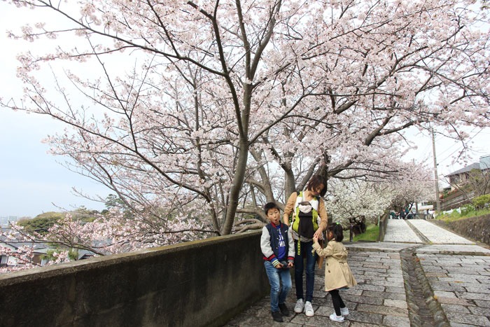片瀬山の桜_e0034013_20155972.jpg