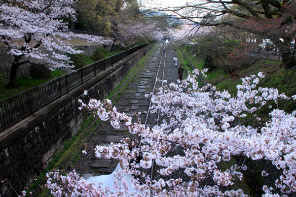 桜だより24　インクライン_e0048413_14405964.jpg