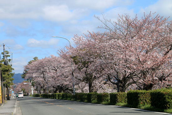 2016桜だより26 鴨川満開_e0048413_154959100.jpg