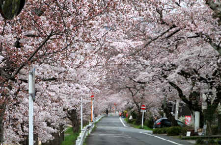 2016桜だより26 鴨川満開_e0048413_15501710.jpg