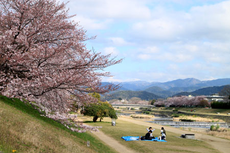 2016桜だより26 鴨川満開_e0048413_15503224.jpg