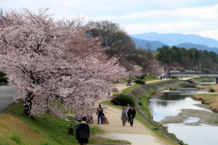 2016桜だより26 鴨川満開_e0048413_1550499.jpg