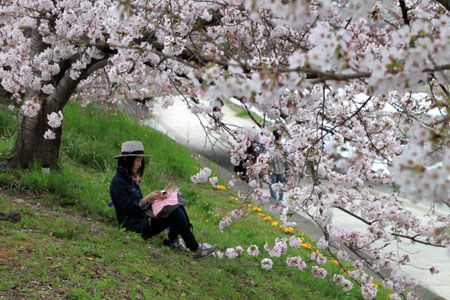 2016桜だより26 鴨川満開_e0048413_15511528.jpg