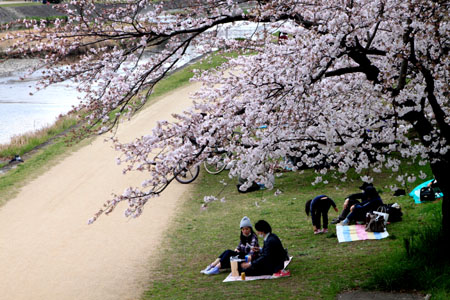 2016桜だより26 鴨川満開_e0048413_15513094.jpg