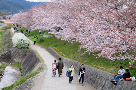 2016桜だより26 鴨川満開_e0048413_1551334.jpg