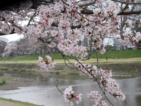 2016桜だより26 鴨川満開_e0048413_15515888.jpg