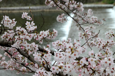 2016桜だより26 鴨川満開_e0048413_15521071.jpg