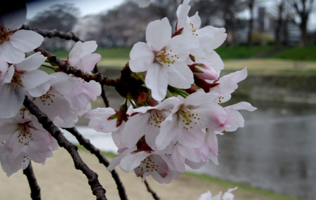 2016桜だより26 鴨川満開_e0048413_15522791.jpg