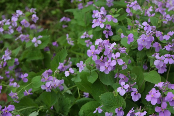 紫花菜のお浸し 世話要らずの庭 紫花菜のお浸し 世話要らずの庭