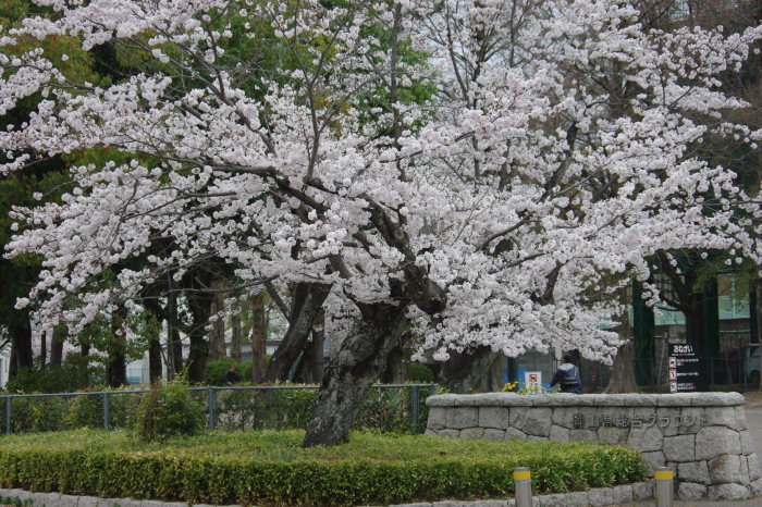 No 34  運動公園も桜満開_d0341514_22171162.jpg