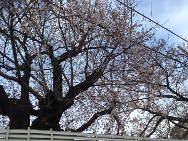 春爛漫_f0223914_1040931.jpg