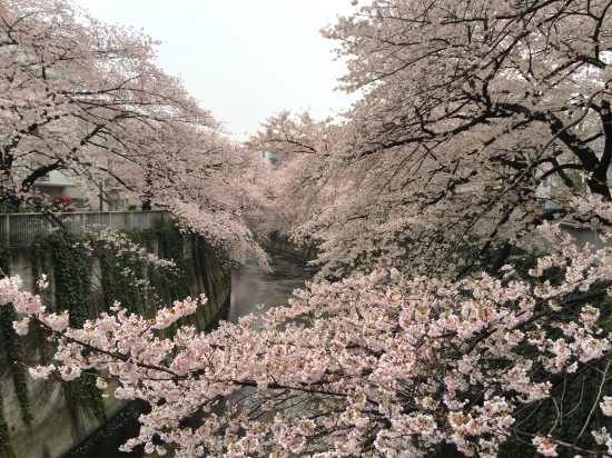 桜、桜、チワワ、落語・・・?_f0197215_22243458.jpg