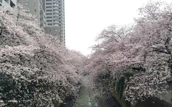 桜、桜、チワワ、落語・・・?_f0197215_22245486.jpg