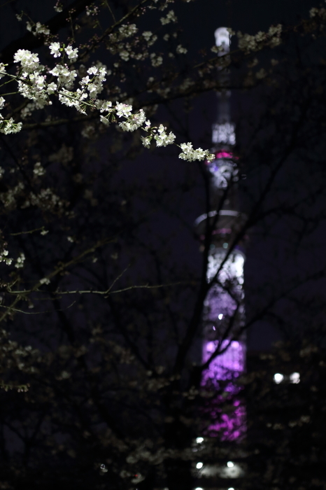 夜桜_b0224616_13003499.jpg