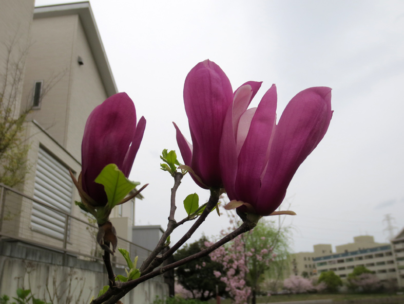 ■春たけなわ、西ノ堤池の片隅で_d0190217_232749100.jpg