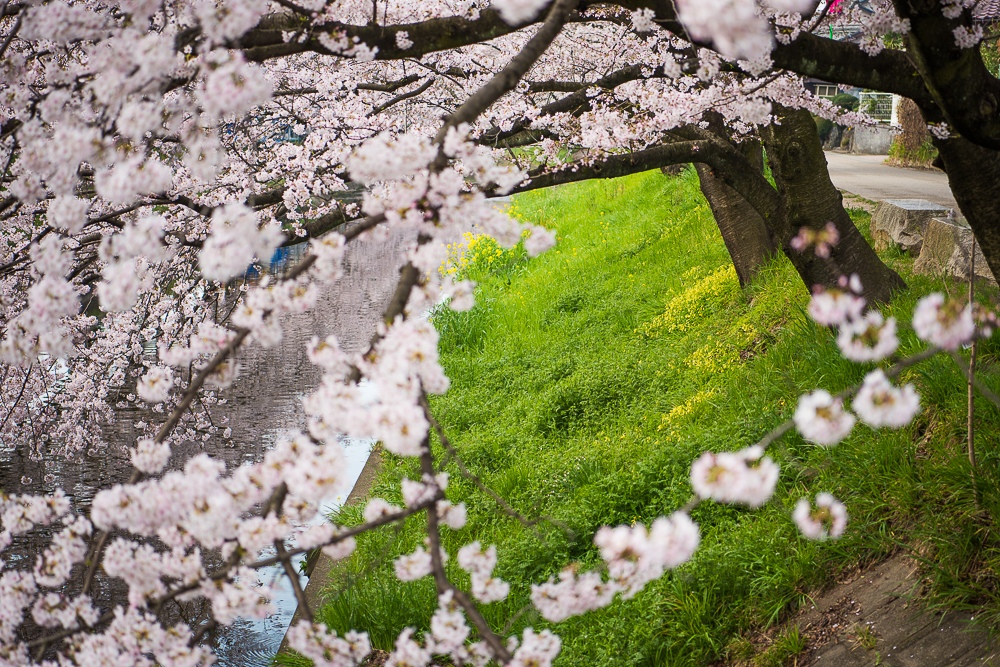 岩倉桜まつり2016_e0006219_11482554.jpg