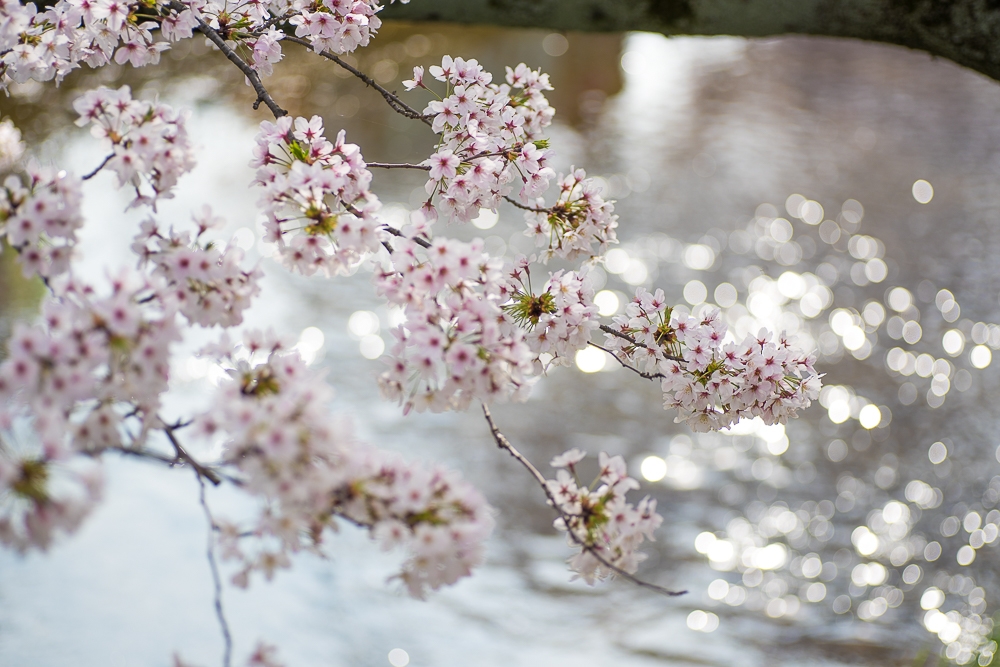 岩倉桜まつり2016_e0006219_1155215.jpg