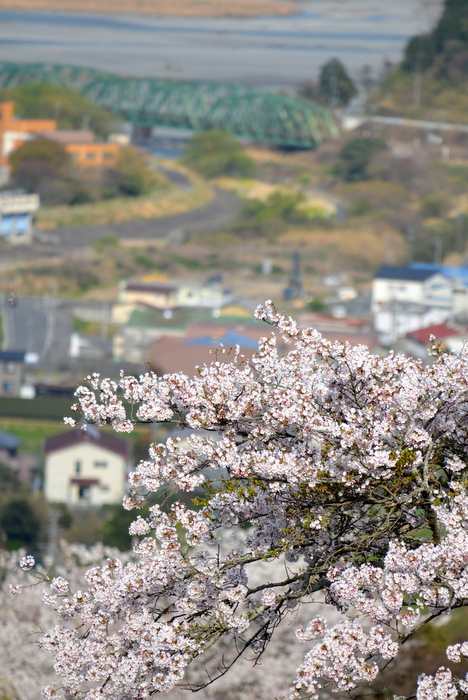 鉄橋とサクラ_d0072720_7241050.jpg