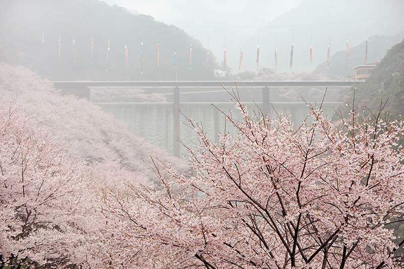 桜の名所『島の瀬ダム』、見事に満開でした！_b0356221_18395790.jpg