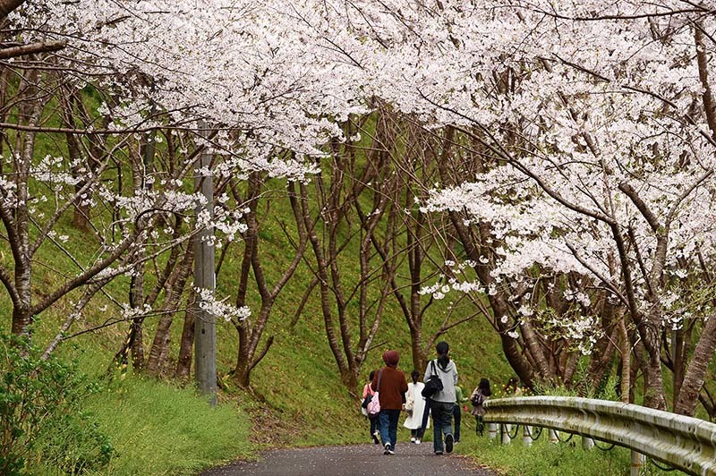 桜の名所『島の瀬ダム』、見事に満開でした！_b0356221_18395817.jpg
