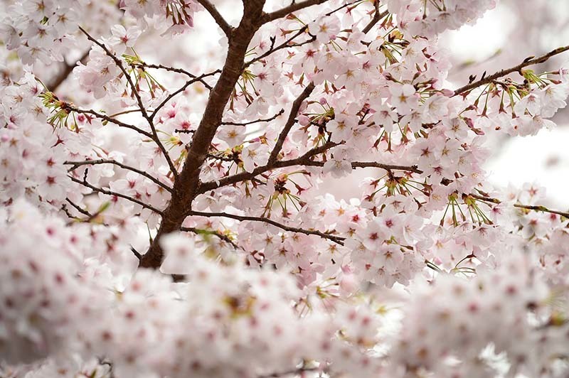 桜の名所『島の瀬ダム』、見事に満開でした！_b0356221_18395841.jpg