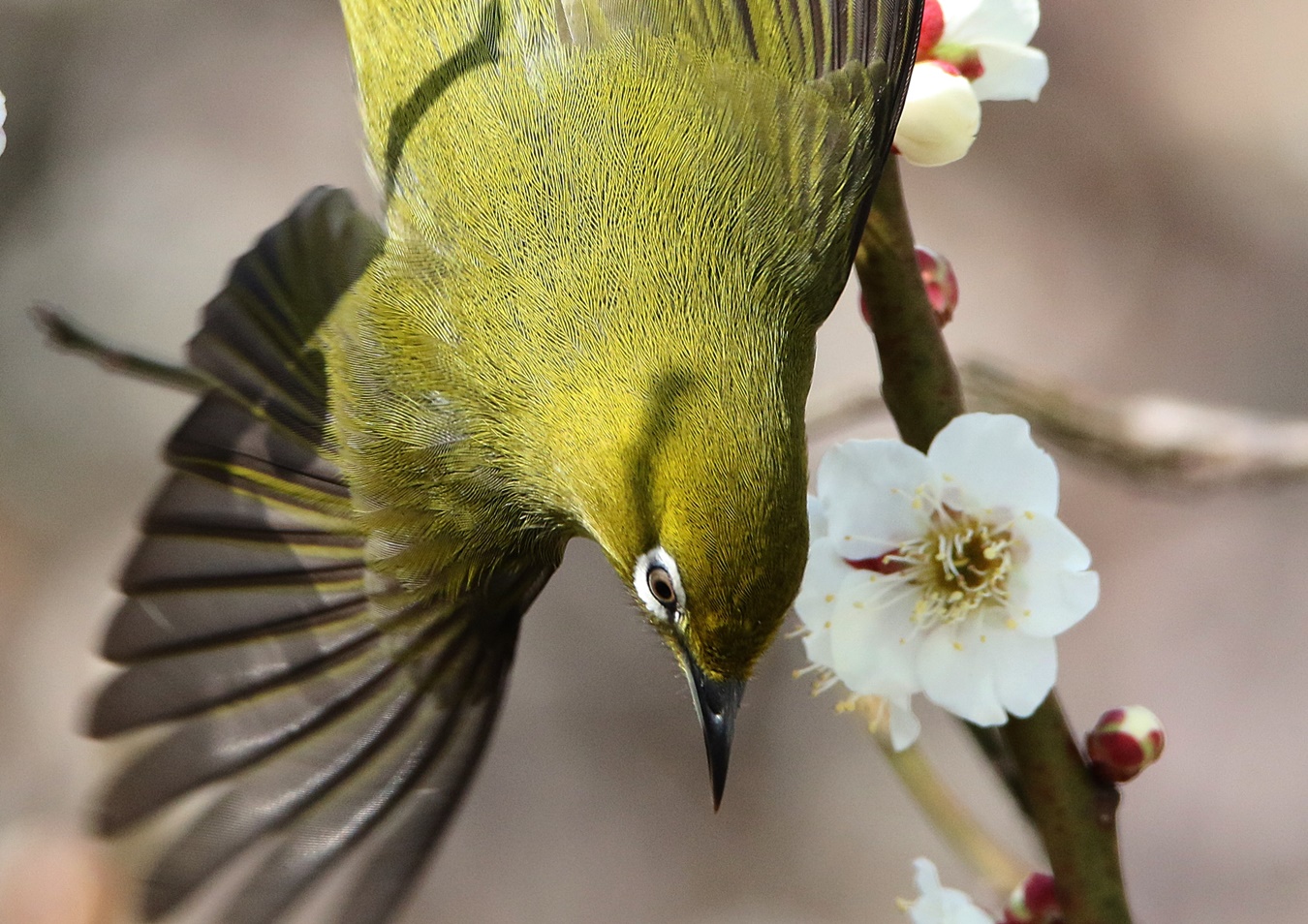 梅に鶯（Japanese Bush Warbler on the Plum） : 下手の横好き！