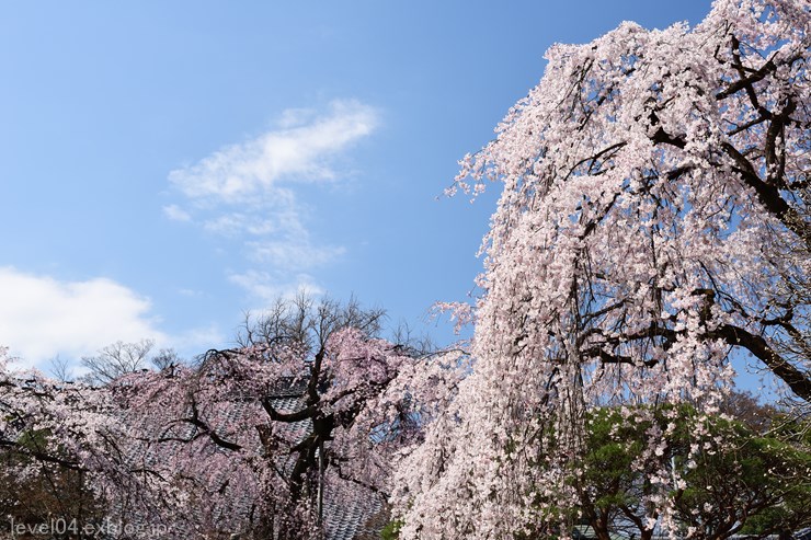 中院 ～枝垂れ桜～ 3 - photograph2