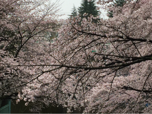 北区 桜ウォーク に参加_b0071624_17461351.jpg