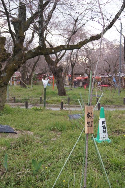 サクラサンポ1 　平野神社_d0195524_9134376.jpg