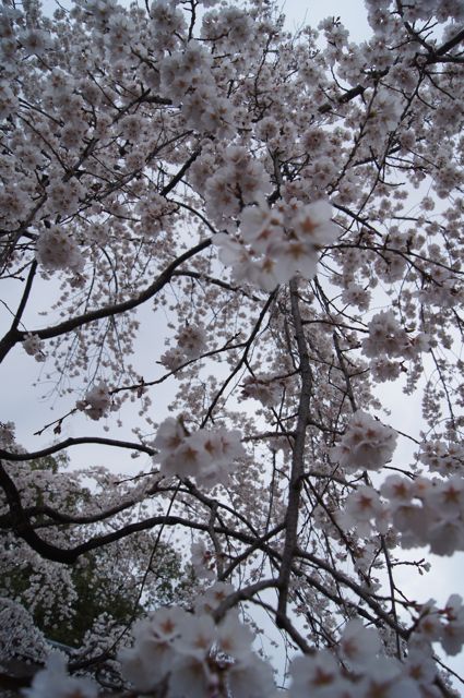 サクラサンポ1 　平野神社_d0195524_955315.jpg