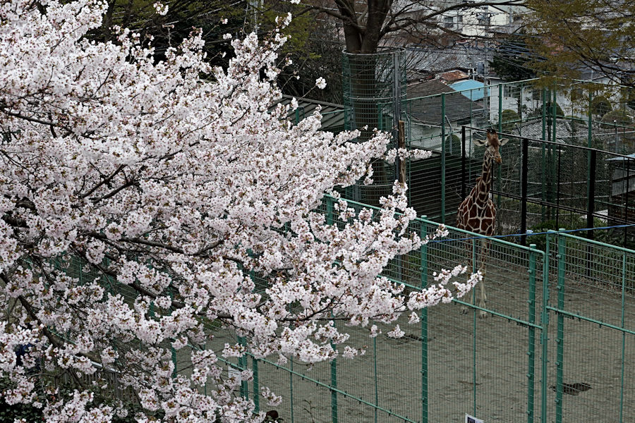 動物園でお花見_f0224624_1055529.jpg