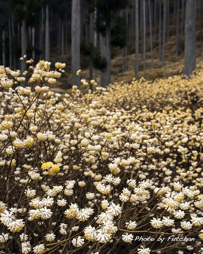 林に咲く花達〜ミツマタ〜_a0158226_20065659.jpg