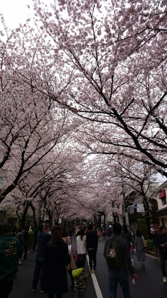 《桜通信》見頃です。@目黒川_b0312126_20585524.jpg