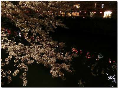 TOKIO　／　目黒川　cherry blossom show_b0324326_09455513.jpg