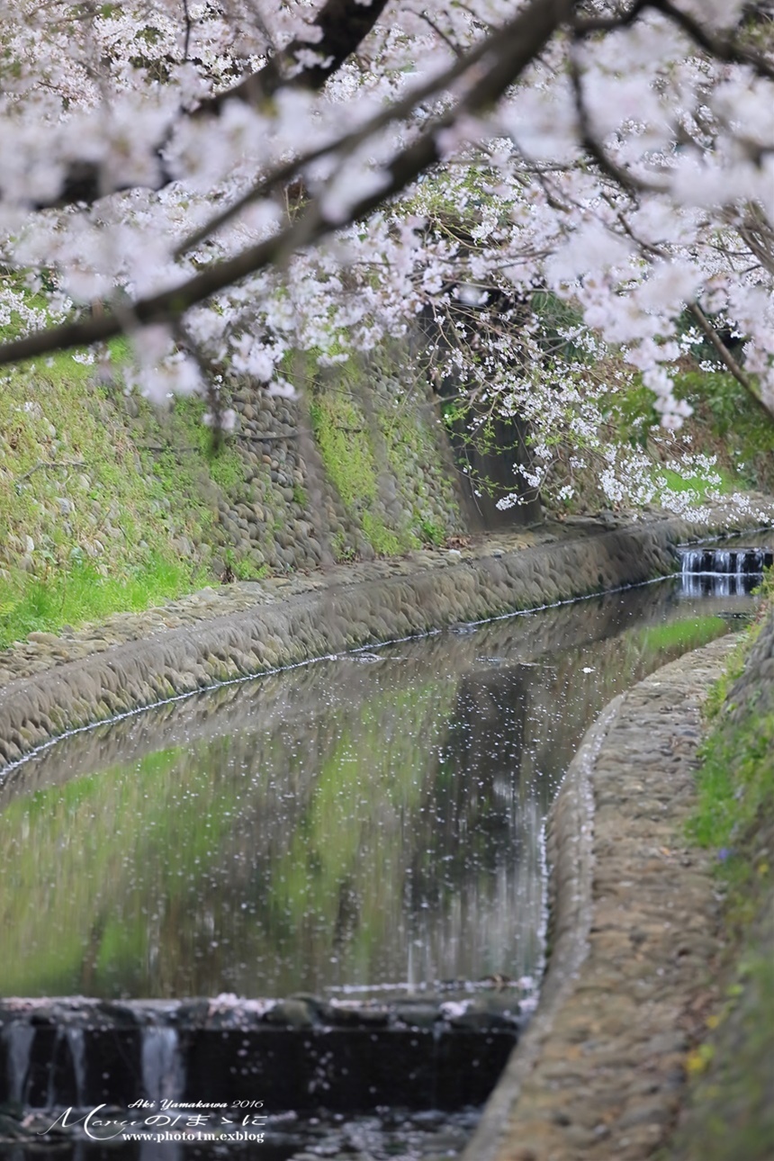 まゝに/番外/散策/所沢航空記念公園_d0342426_01245546.jpg