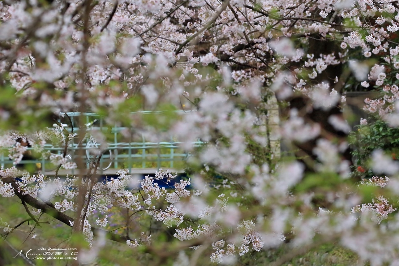 まゝに/番外/散策/所沢航空記念公園_d0342426_01504184.jpg