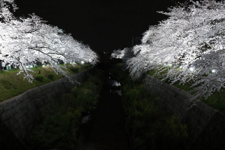Cherry blossoms by night 2016_f0253927_16312387.jpg