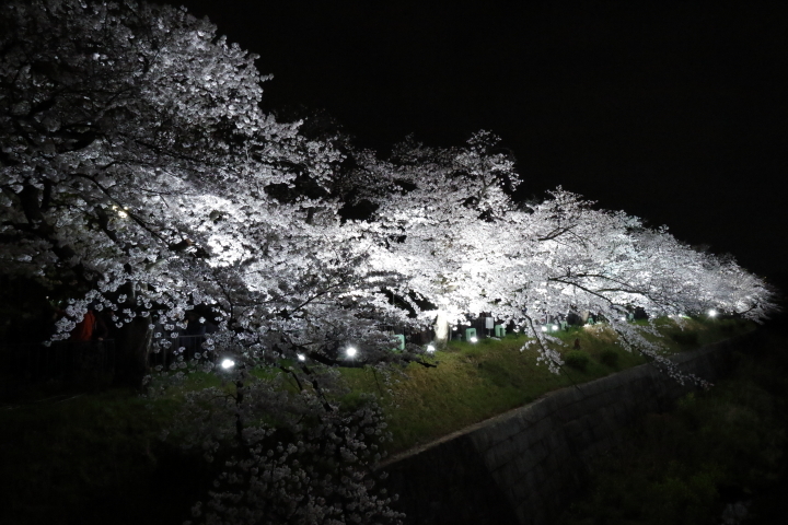 Cherry blossoms by night 2016_f0253927_16322758.jpg