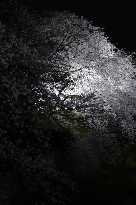 Cherry blossoms by night 2016_f0253927_16334476.jpg